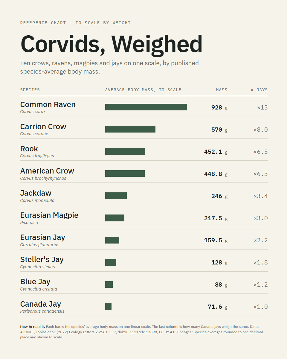 Corvids, Weighed: Ten crows, ravens, magpies and jays on one scale, by published species-average body mass.
