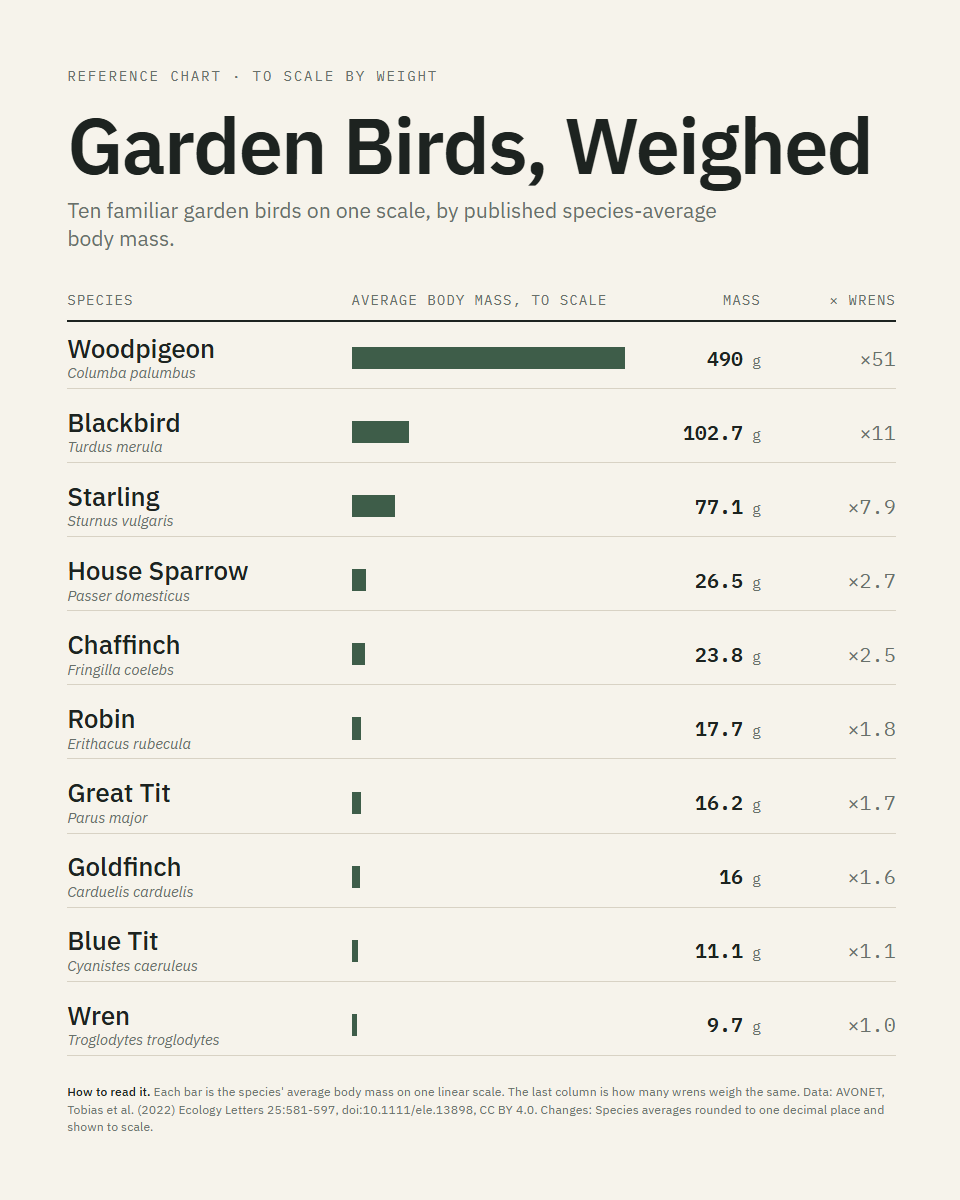 Garden Birds, Weighed: Ten familiar garden birds on one scale, by published species-average body mass.