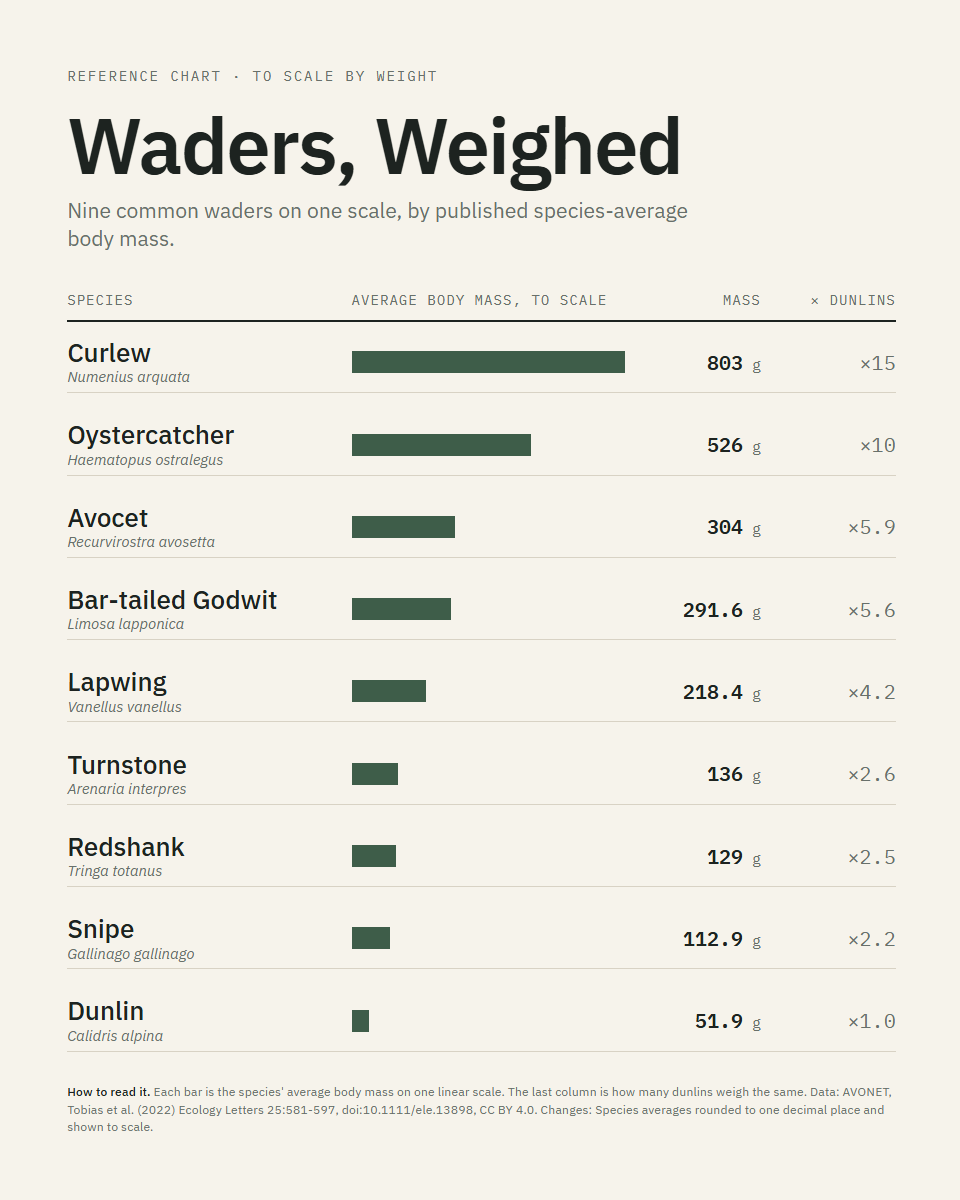 Waders, Weighed: Nine common waders on one scale, by published species-average body mass.